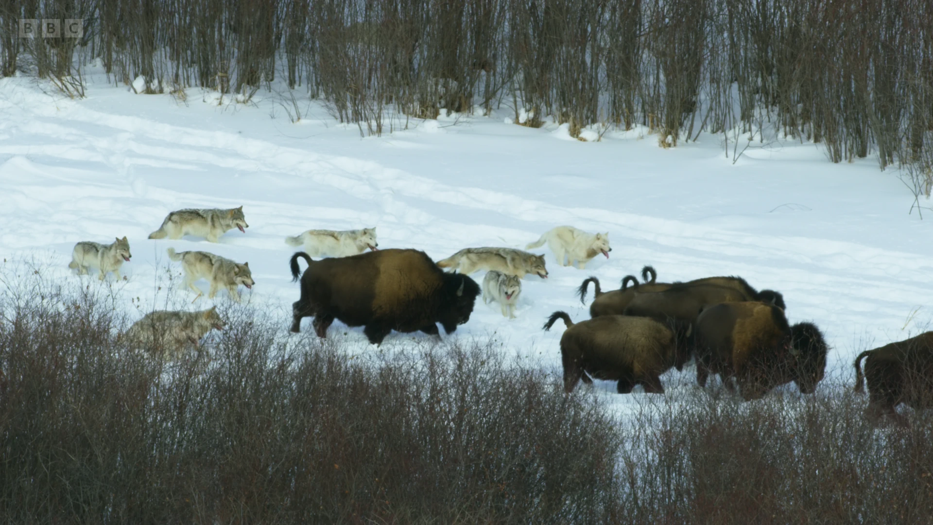 Wood bison (Bison bison athabascae) as shown in Frozen Planet II - Frozen Lands